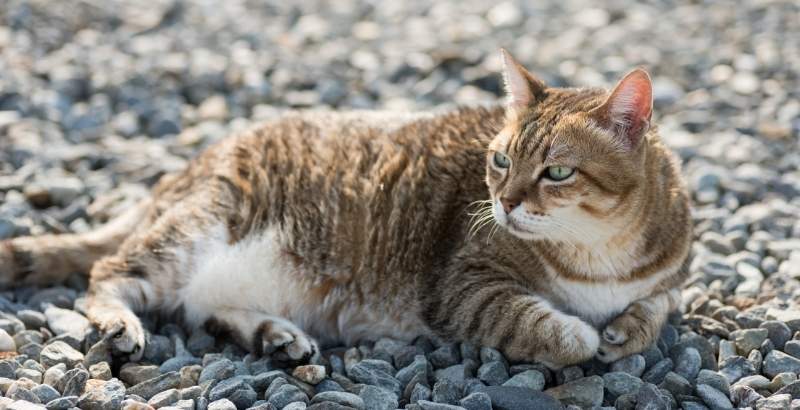 On a testé : Brit Grain Free Vet pour Mouss notre chat obèse