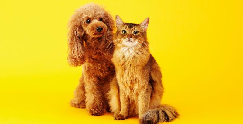 Les anti-inflammatoires naturels chez le chien et le chat