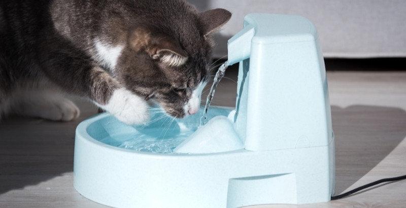 L'intérêt des fontaines à eau chez le chat