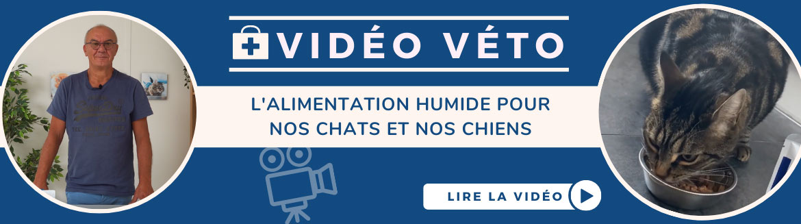 Découvrez notre vidéo vétérinaire sur l'alimentation humide