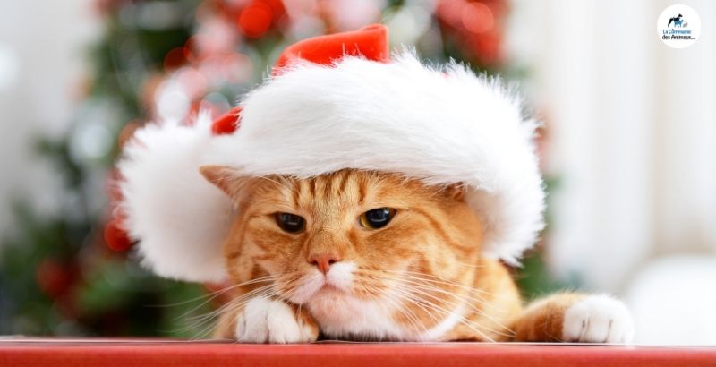 Comment gérer le stress de son chat durant les fêtes de fin d'année ?