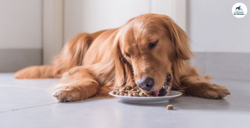 Pourquoi donner une alimentation sèche et humide à votre chien ?
