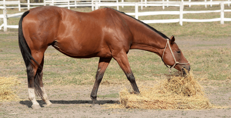 Comment détecter et traiter les diarrhées chez le cheval ?
