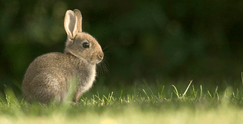 L’examen de santé du lapin