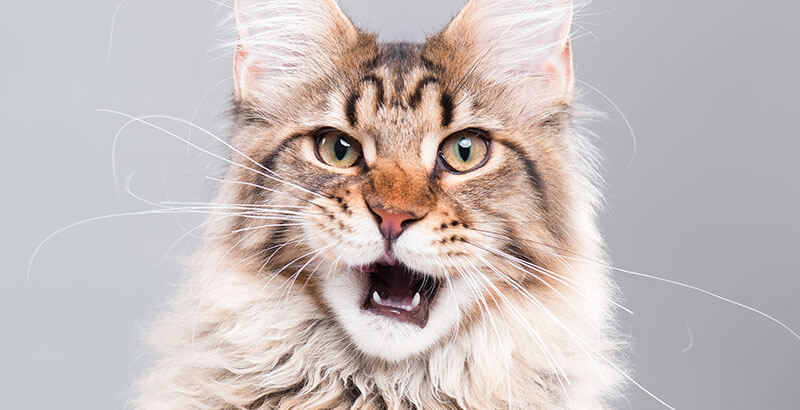 Conseil Veterinaire Blog Le Quart D Heure De Folie Du Chat Comment Reagir Conseil Veterinaire Blog Le Quart D Heure De Folie Du Chat Comment Reagir