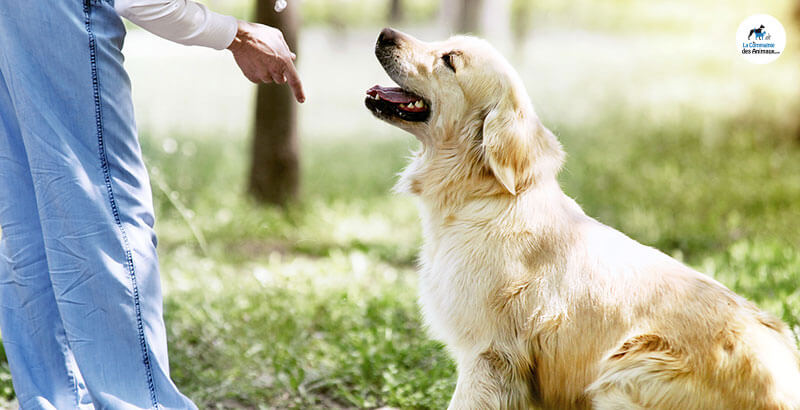 Conseil Vétérinaire - Blog - Dresser un chien soi-même
