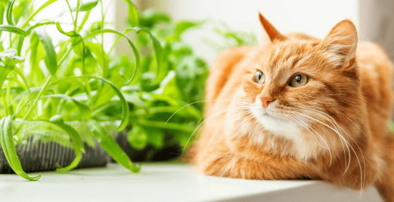 Conseil Veterinaire Blog La Constipation Chez Le Chat