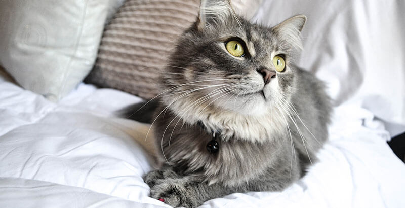 Conseil Veterinaire Blog Un Chat En Bonne Sante A Les Moustaches Hautes Est Ce Vrai Conseil Veterinaire Blog Un Chat En Bonne Sante A Les Moustaches Hautes Est Ce Vrai