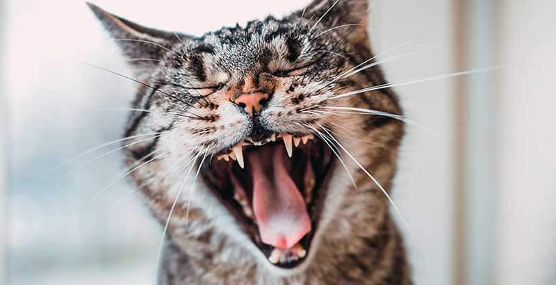 Conseil Vétérinaire - Blog - Gingivite chat et chien Causes