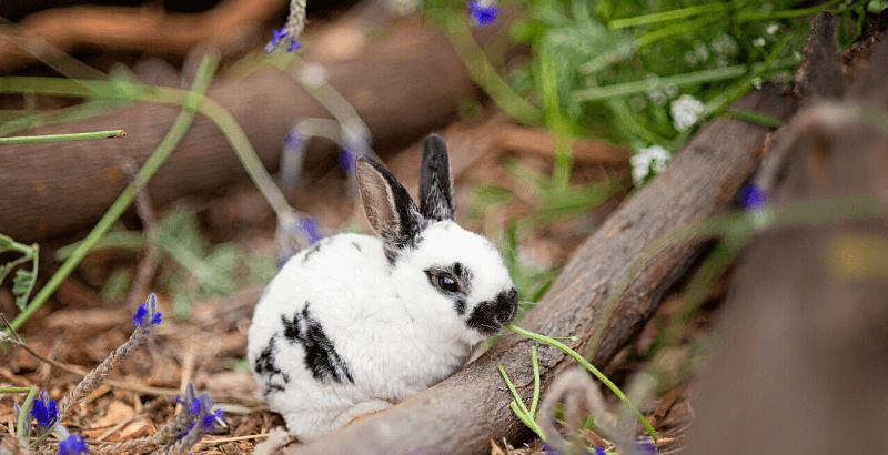 Mon lapin sort dans le jardin : faut-il le protéger contre les parasites ?
