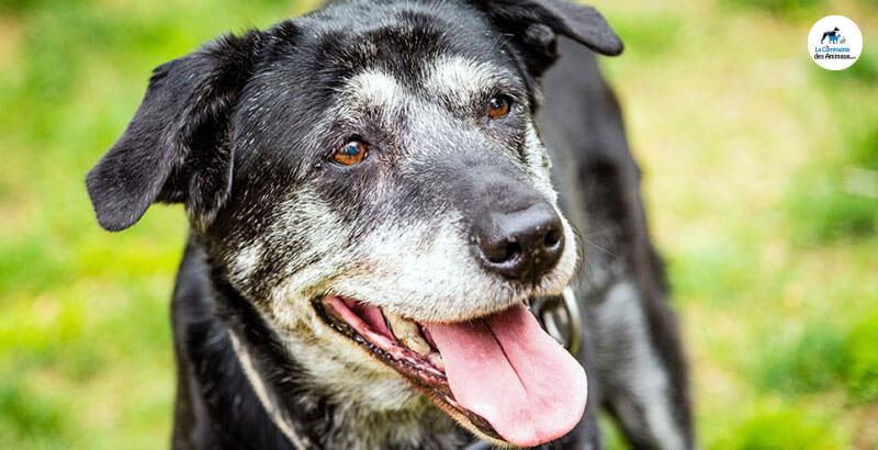 Quels sont les signes de vieillesse chez un chien ?
