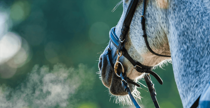 La nébulisation chez le cheval