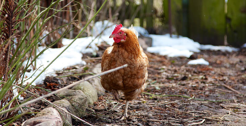 Comment préparer ses poules avant l'hiver ?