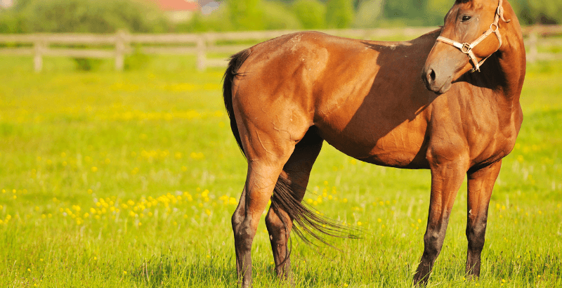 Pathologies des Jarrets chez les chevaux : Comprendre et soigner