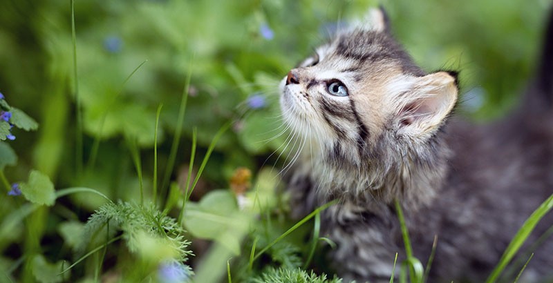 Les Vermifuges Pour Chaton