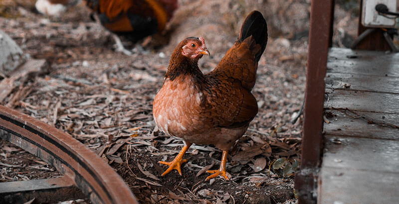 Comment protéger ses poules de la coccidiose ?