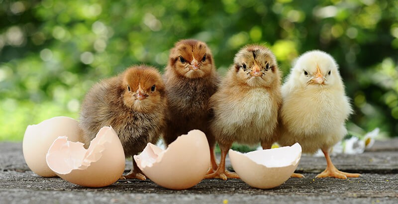 Y'a-t-il un poussin dans chaque œuf ?