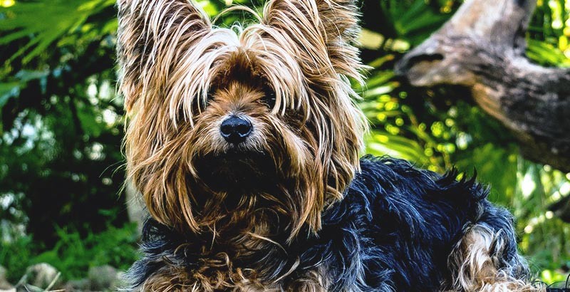 Vrai Ou Faux Il Existe Des Races De Chiens Qui Ne Perdent