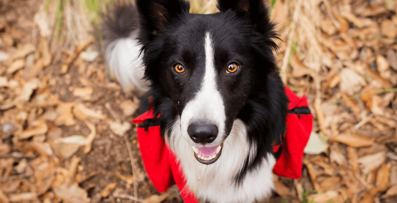 Quiz Scalibor :  Votre chien est-il protégé contre les tiques et leurs maladies ? 