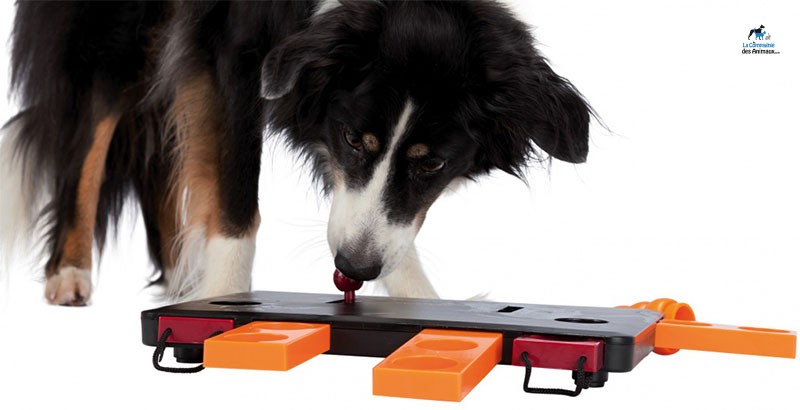 jeux interactif pour chien