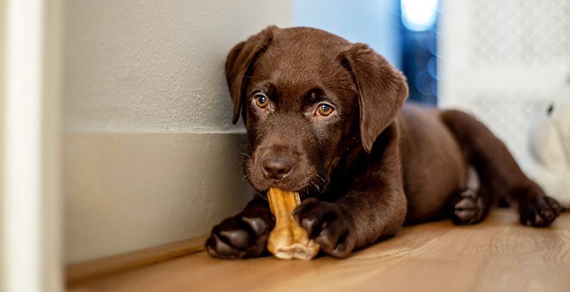 Donner L Os A Son Chiot Est Il Dangereux
