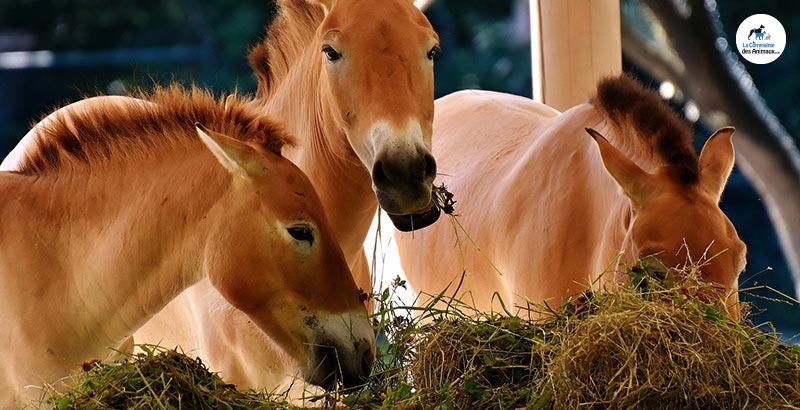 L'alimentation des chevaux : le foin