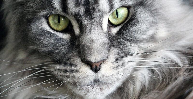 Conseil Veterinaire Blog Focus Sur Un Grand Chat Le Maine Coon