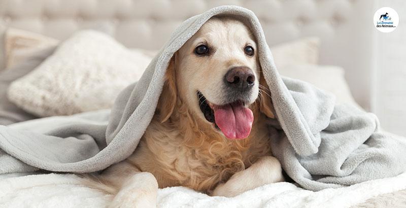 Conseil Veterinaire Blog Prendre La Temperature De Son Chien Conseils