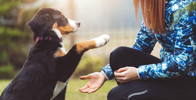 Conseil Vétérinaire - Blog - Éduquer son chien : Focus sur l