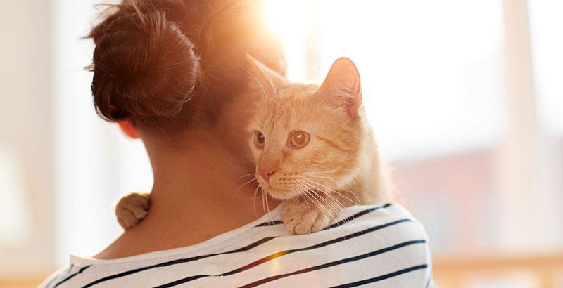 Chat Petite Boule Dans Le Cou