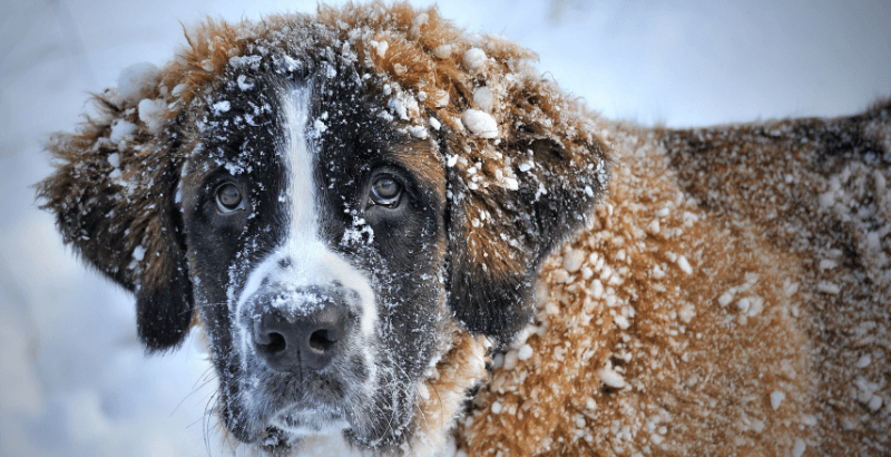 Comment prendre soin de votre chien en hiver ?