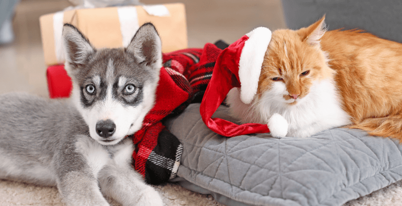 Conseil Veterinaire Blog Dangers De Noel Pour Chien Et Chat Risques Et Conseils