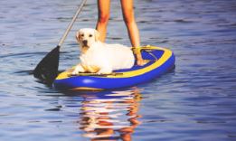 Conseil Vétérinaire - Blog - Sport nautique pour chien Cani