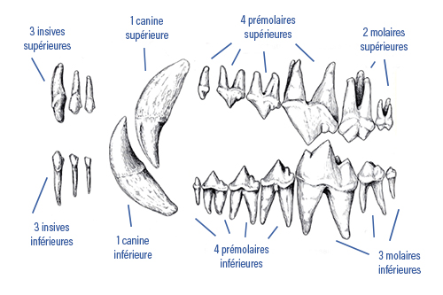 Chiens Et Chats Perdent Leurs Dents Causes Conseils