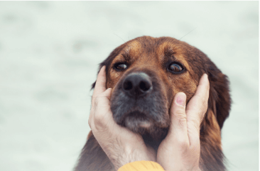 Conseil Veterinaire Blog Mon Chien Claque Des Dents Pourquoi Et Quelles Solutions