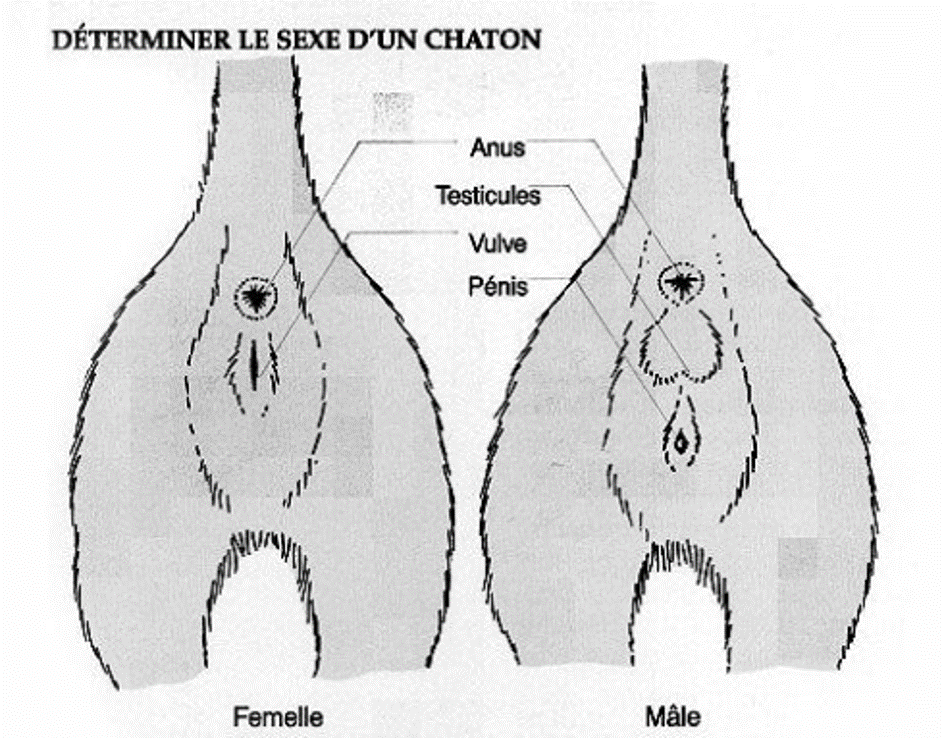 Conseil Veterinaire Blog Comment Bien Identifier Le Sexe D Un Jeune Chaton