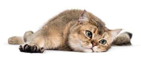 Conseil Veterinaire Blog Les Comportements Anormaux Chez Le Chat Conseil Veterinaire Blog Les Comportements Anormaux Chez Le Chat