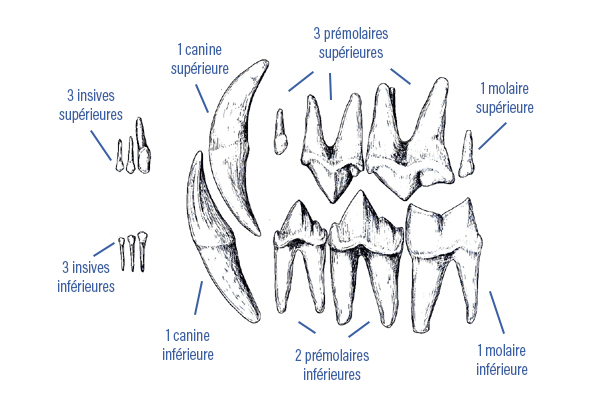 Conseil Veterinaire Blog Chiens Et Chats Perdent Leurs Dents Causes Conseils