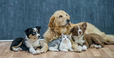 Les formalités en cas d'adoption d'un animal de compagnie : les nouveautés