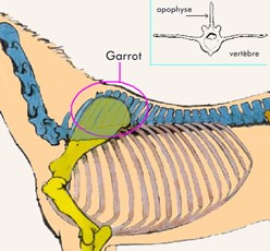 anatomie osseuse du garrot
